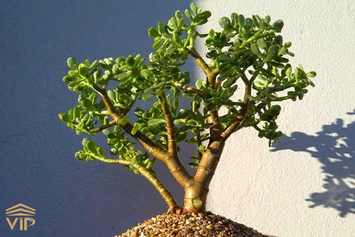 کوچک شدن برگ بونسای، از بیماری های شایع این گیاه است.