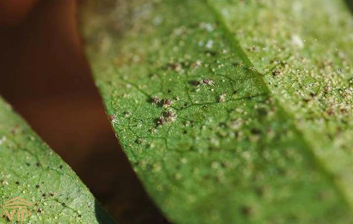 کنه تارعنکبوتی یکی از آفات گل بنجامین است.