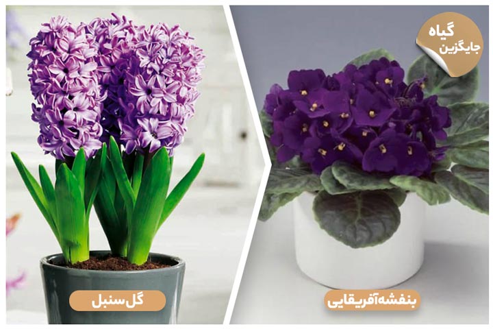 گیاهان کشنده خانگی؛ گیاه سنبل (Hyacinth)