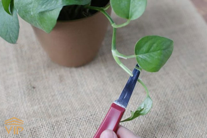 قلمه زدن برگ فیلودندرون بسیار ساده و کاربردی است.