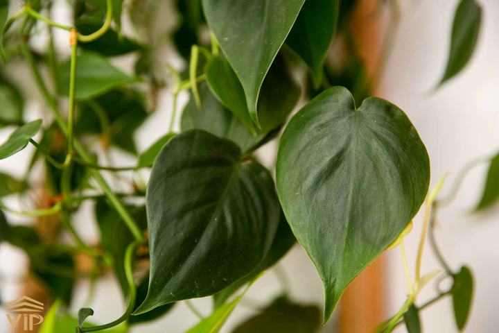 heartleaf philodendron introduce فیلودندرون برگ قلبی با زیباییش چشمانتان را نوازش میکند.