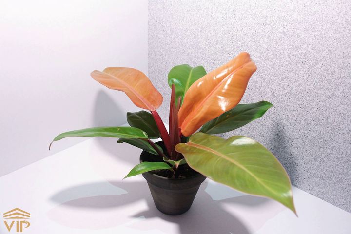 philodendron orange گیاه فیلودندرون شاهزاده پرتقالی بوتهای رشد میکند.