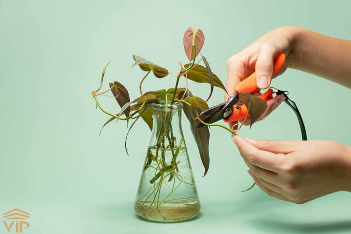 philodendron scandens propagation برای تکثیر فیلودندرون برگ قلبی از قلمهزنی ساقه استفاده کنید.
