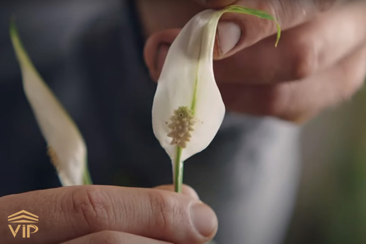 گل اسپاتی فیلوم با یک گلبرگ خودنمایی می‌کند.