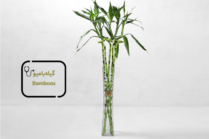 بامبو، گیاهان مناسب برای مطب پزشک