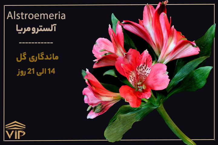 گل آلسترومریا -  Alstroemeria
