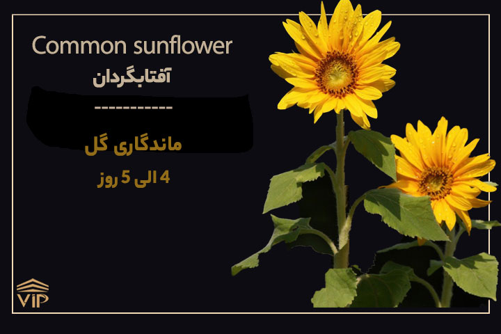2- گل آفتابگردان - Common sunflower