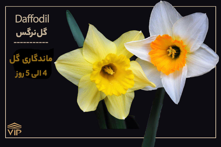 بهترین گل طبیعی برای هدیه
 گل نرگس - daffodil