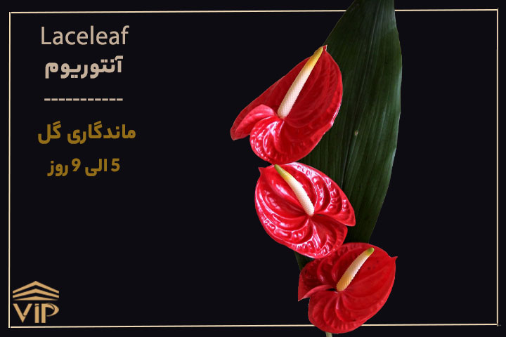 گل آنتوریوم - Laceleaf