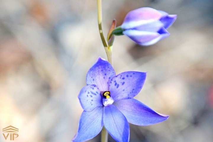 عکس گل ارکیده آبی