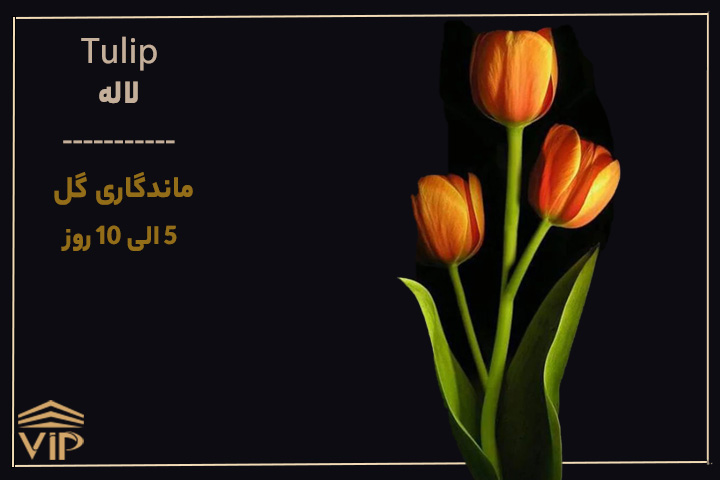 گل لاله - Tulip