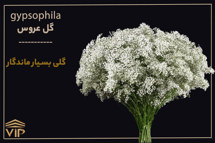 گل بهترین گل طبیعی برای هدیه
ژیپسوفیلا - gypsophil