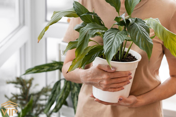 مراقبت از گلدان و حل مشکلات گیاهان آپارتمانی