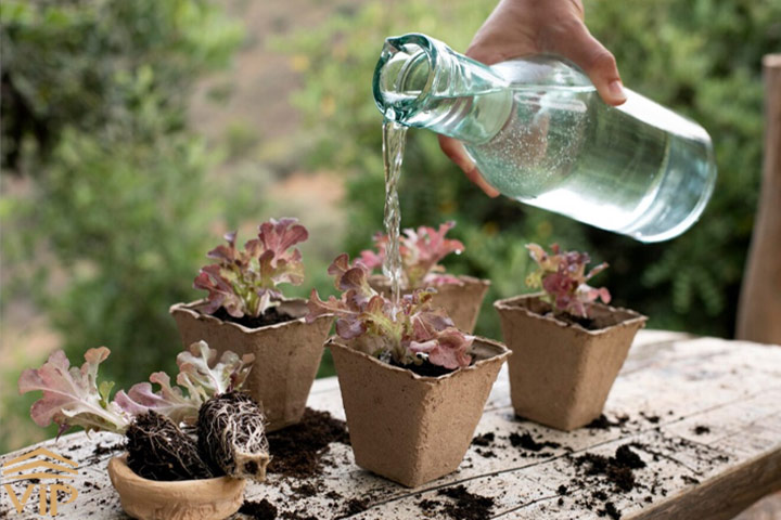 آب مقطر برای آبیاری گیاهان آپارتمانی