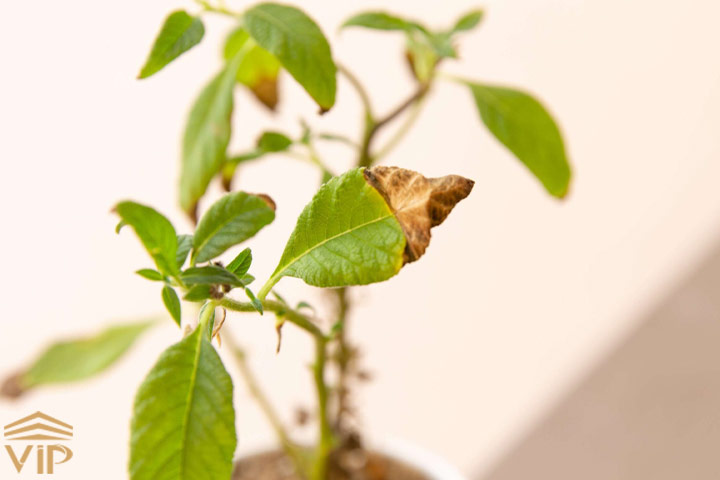 قهوه ای شدن برگ گیاهان آپارتمانی 