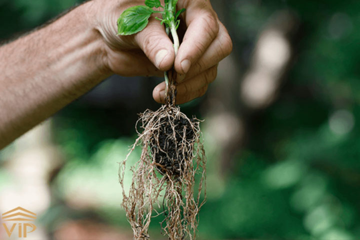 مشکلات گیاهان آپارتمانی، ریشه قهوه ای و نرم