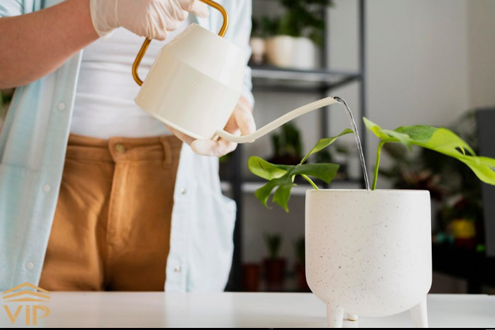 آب تصفیه برای آبیاری گیاهان آپارتمانی