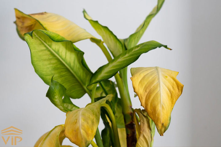 زرد شدن گیاهان آپارتمانی