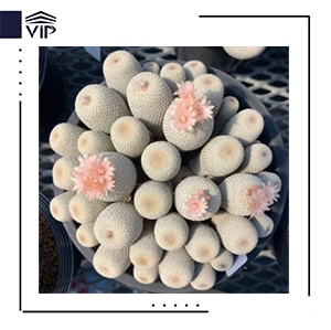 دکمه ای/ اپیتلانتا مایکرومریس
