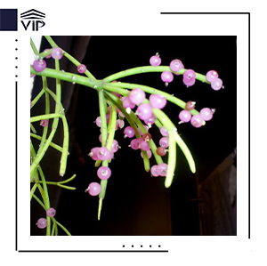 ریپسالیس نوس آرموندی