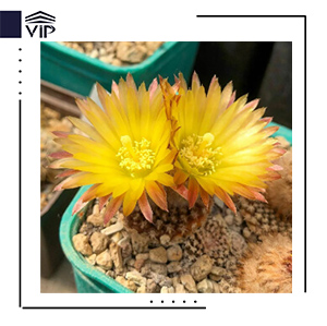 آکانتوکالیسیوم گلاسیوم