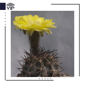 آکانتوکالیسیوم تیونانتوم