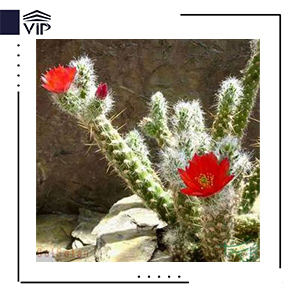 استروسیلیندرو پونتیا وستیتا/ کاکتوس ستون پنبه