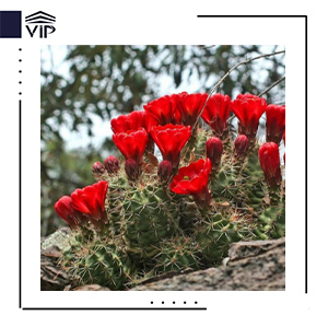 اچینوکاکتوس کوکسینئوس