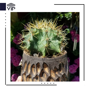 فروکاکتوس بشکه ای آبنباتی