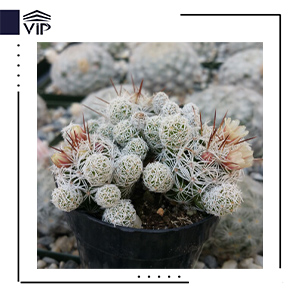 مامیلاریا گراسیلیس