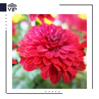 داوودی قرمز