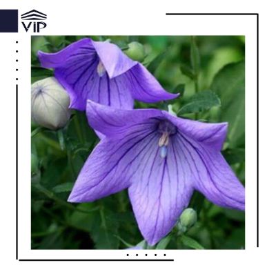 زنگوله ای چینی