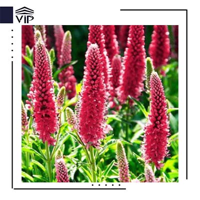 سیزاب ذم گربه ای قرمز 