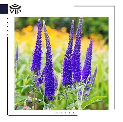سیزاب دم گربه ای بنفش