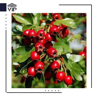 شیرخشت صخره ای