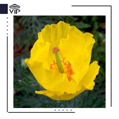 شقایق مکزیکی