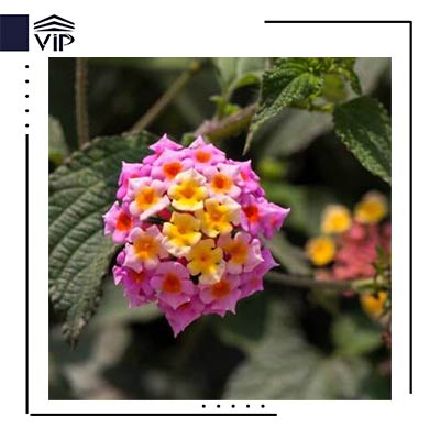 شاپسند درختی