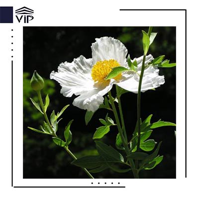شقایق کالیفرنیا