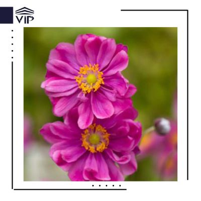 آنمون ژاپنی
