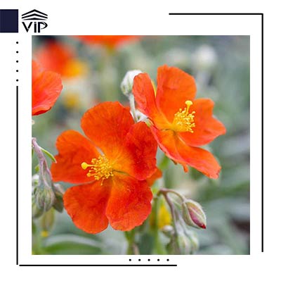 آفتابی سکه ای