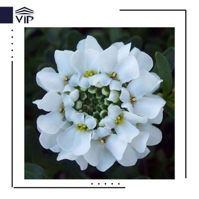 اسیبریس