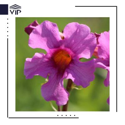 اینکارویله آ