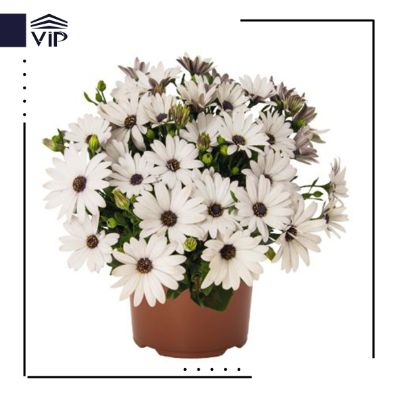 استئوسپرموم
