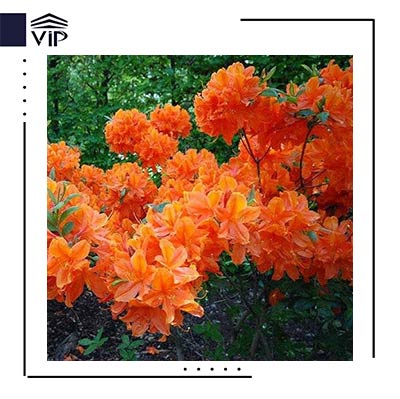 آزالیای نارنجی
