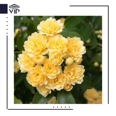 آبشار طلایی
