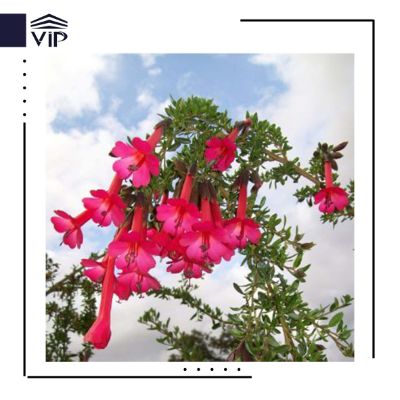آویز کالیفرنیا