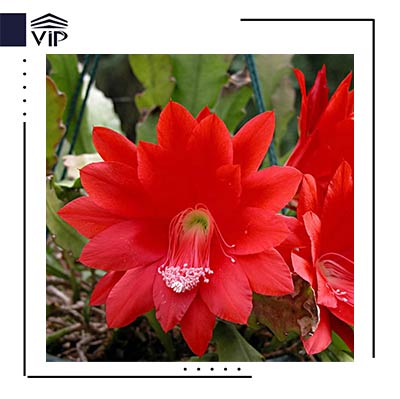 فیلوکاکتوس