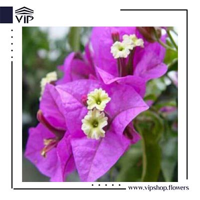 کاغذی