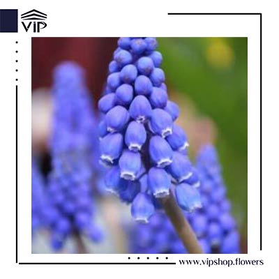 Muscari armeniacum