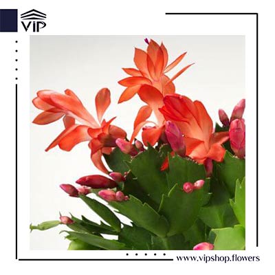 کاکتوس کریسمس